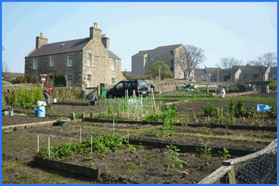 Allotments available in Orkney.