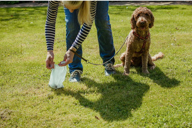 A photo of a dog owner cleaning up after their pet.