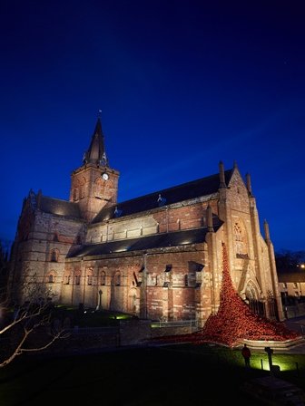 Cathedral poppies at night.