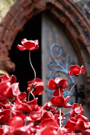 Close up of poppies.