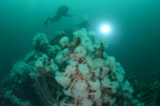 Divers making a photogrammetry survey of the wreck of the drifter Chance which sank in Scapa Flow in 1916 following a collision. (Picture: Dr Joanne Porter).