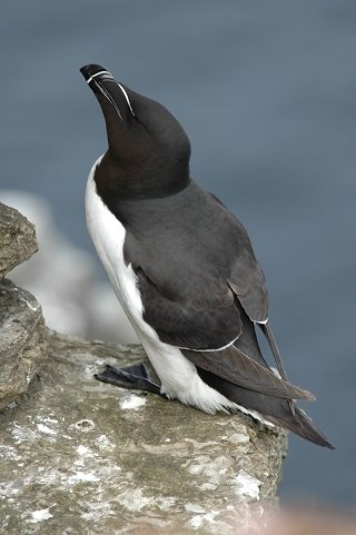 Photo of a Razorbill by Derren Fox.