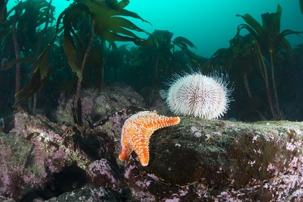 A common urchin grazes over rocks while a cushion star searches for food – image by Richard Shucksmith.