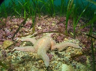 Underwater Maerl and Eelgrass