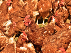 Avian flu housing measures to be lifted – biosecurity measures to remain