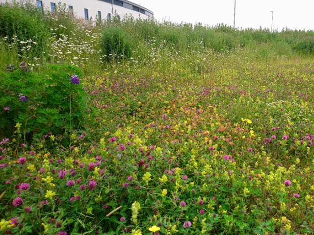 A wildflower area alongside Foreland Road, Kirkwall