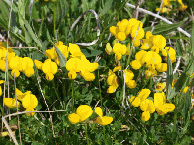 Conservation Verges