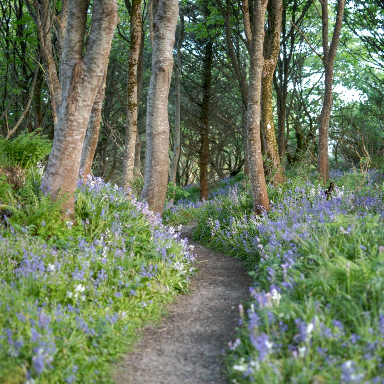 Trees and Woodland Strategy consultation launches