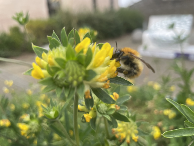 Library launches new Orkney Flora Trail