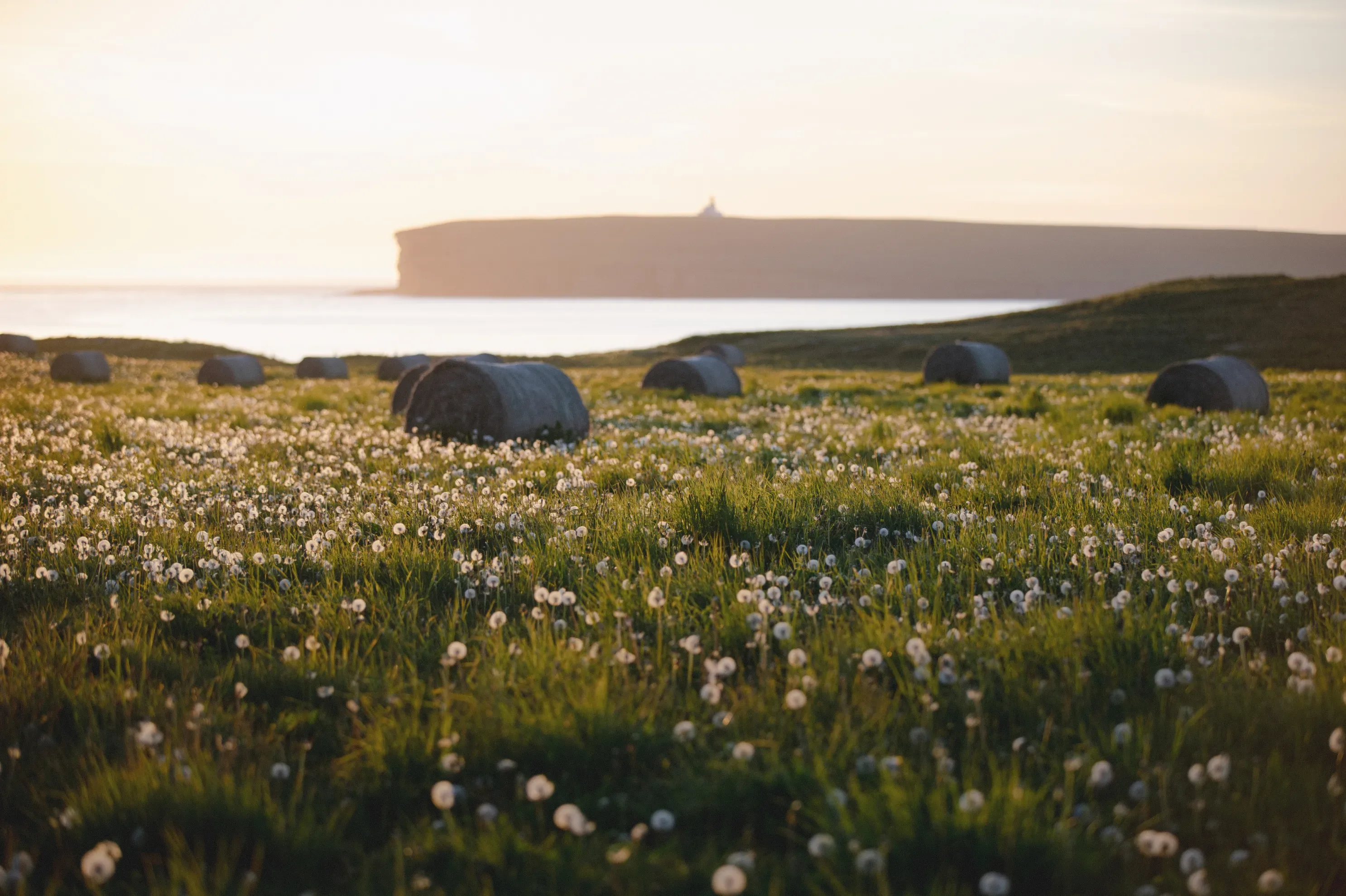 A field with covered hay bales in Orkney.