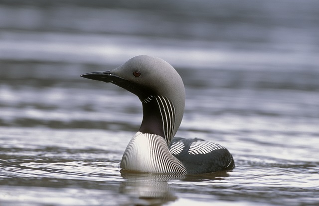 black bird in water