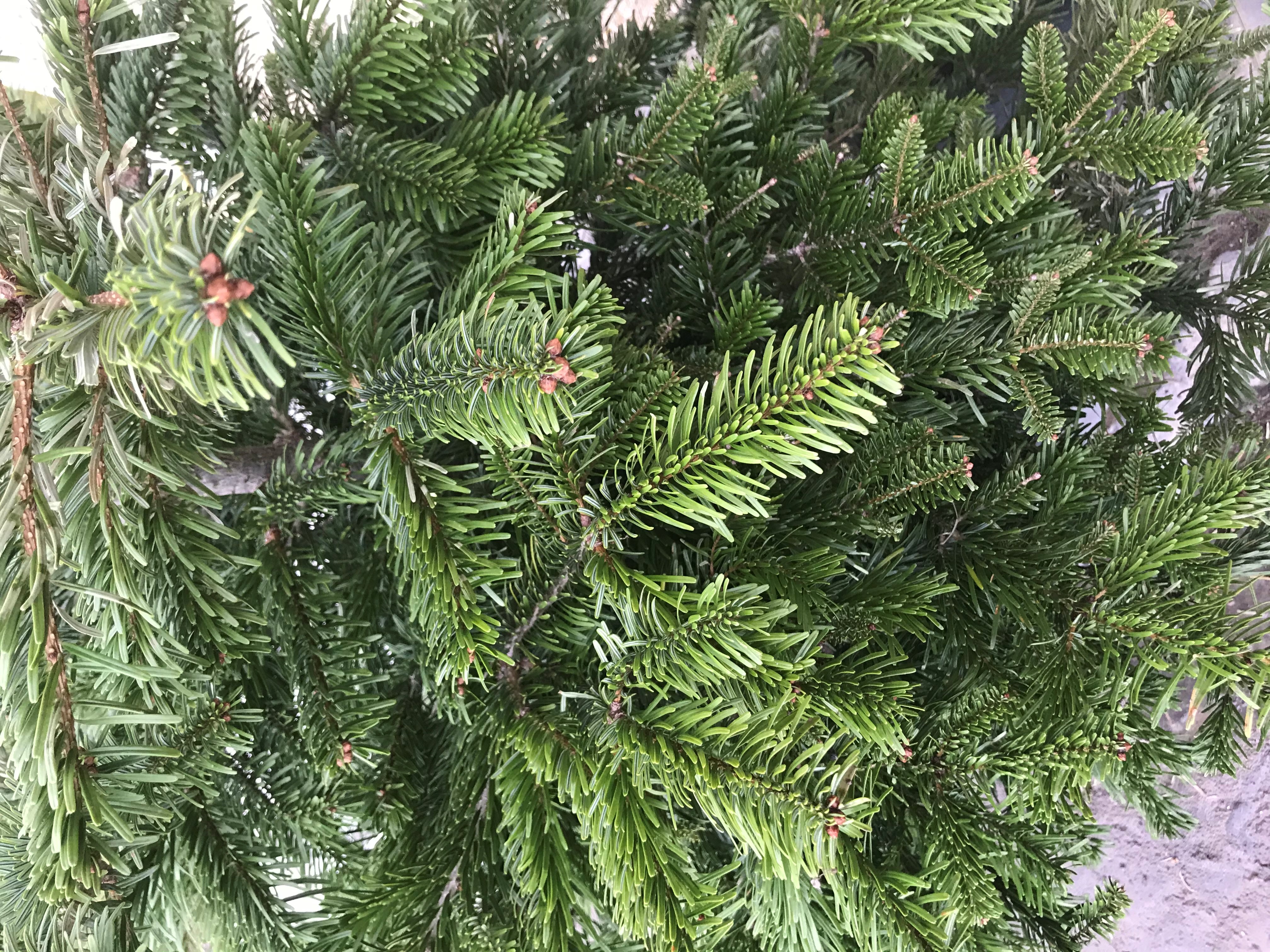 Christmas Tree Pic