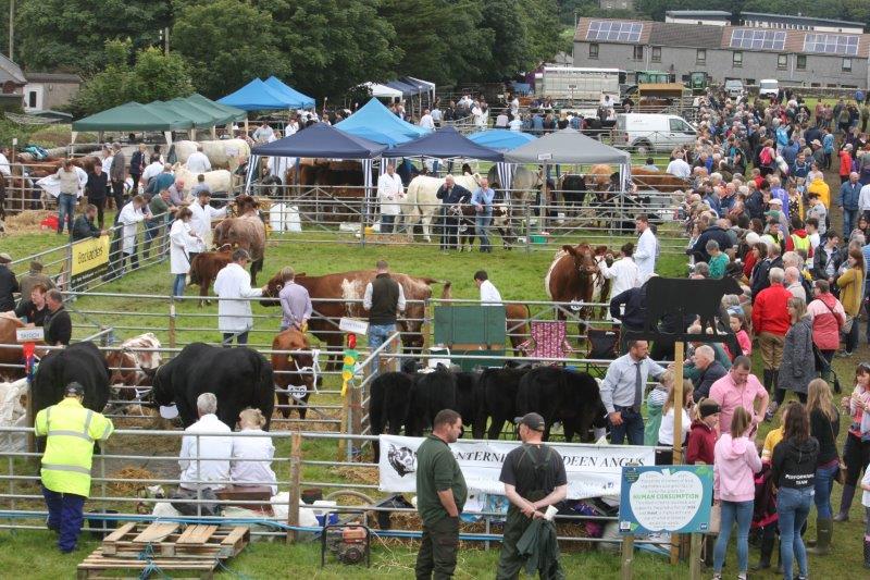 an agricultural show - lots of people and cattle