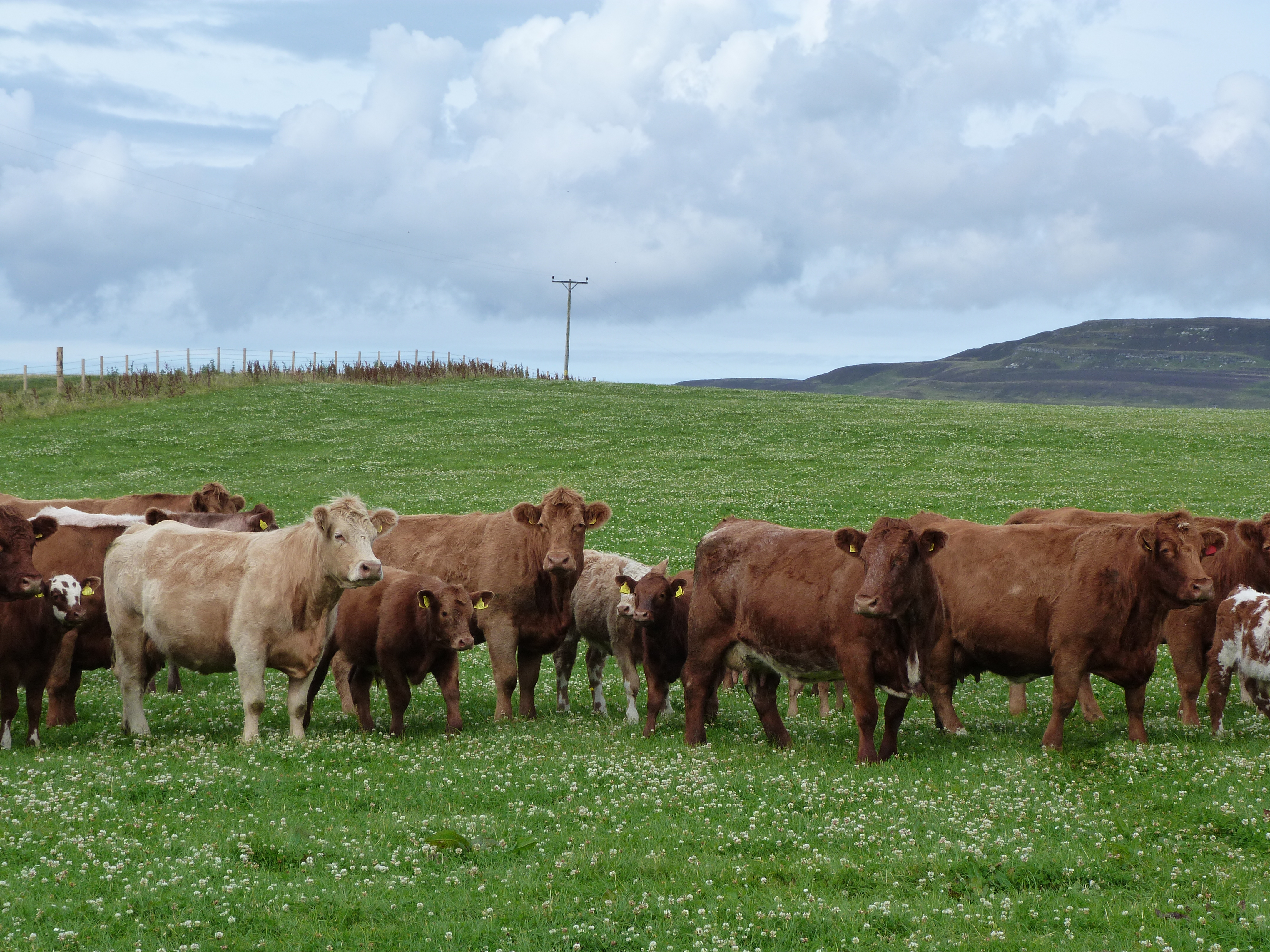 Cows Use