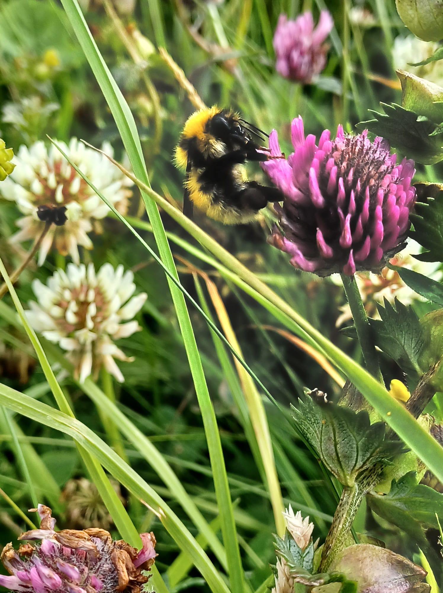 Great Yellow Bumblebee amongst flowers