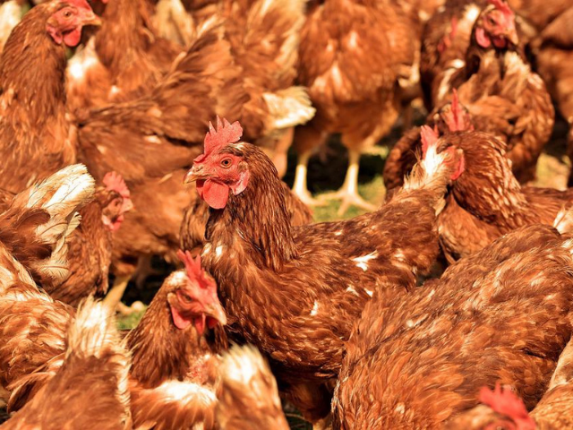 chickens