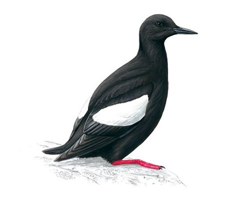 black and white bird with orange feet
