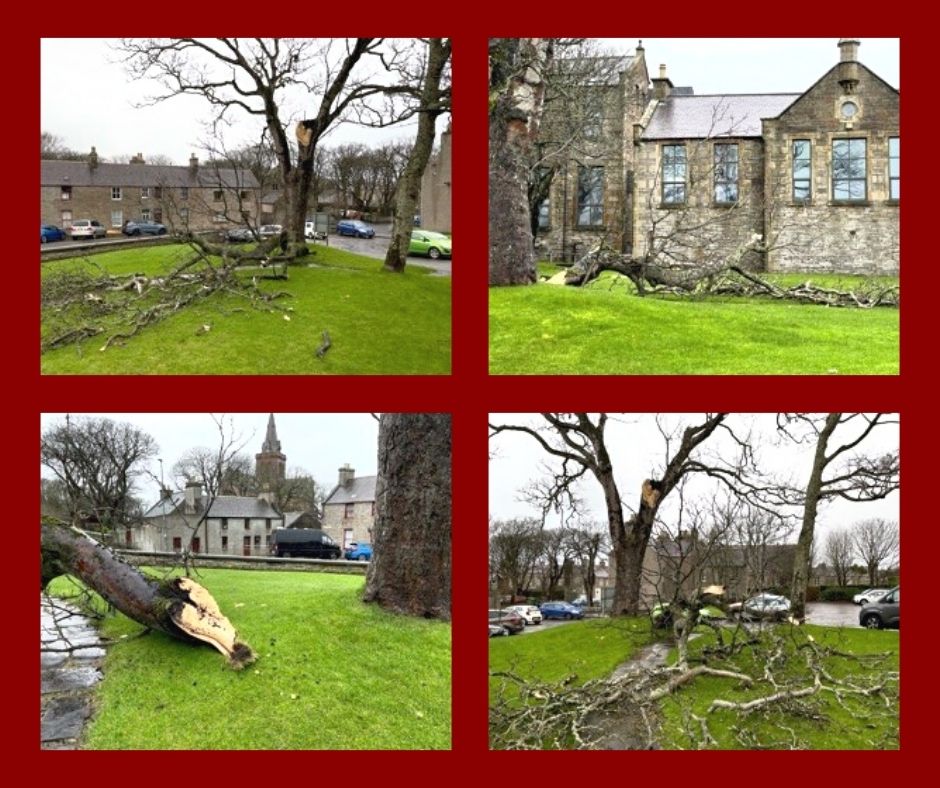 a big tree falling next to the Orkney Islands Council