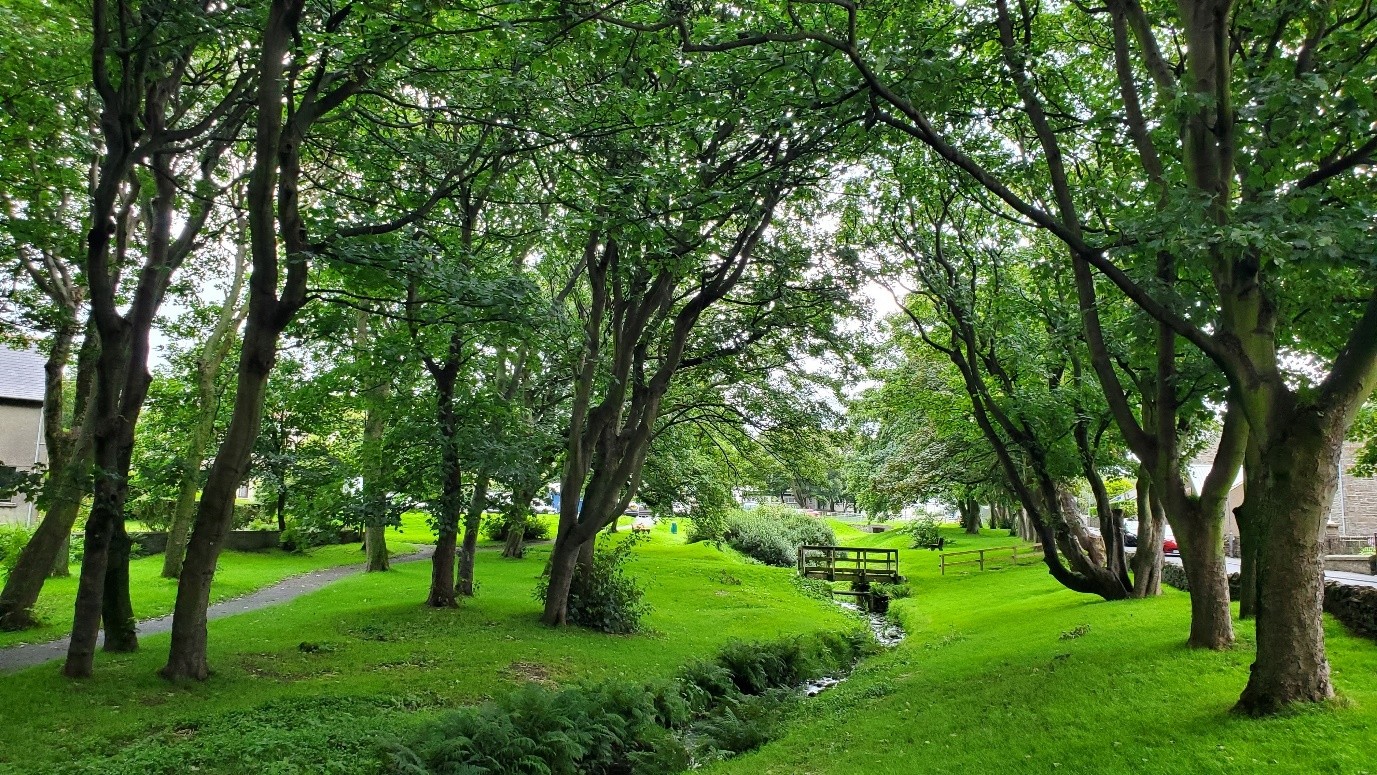 Trees